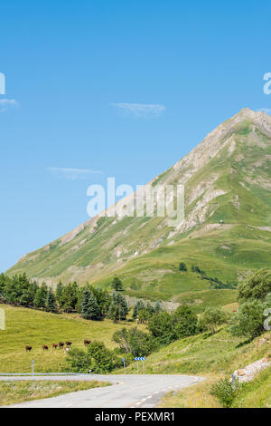 Alpine rinder weiden auf einer Wiese an der Col du Lautaret in den französischen Alpen, Massif des Ecrins, Frankreich. Stockfoto