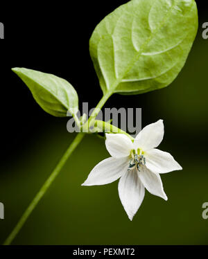 Chili Pfeffer weiße Blume, Capsicum sp. Stockfoto