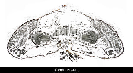 Augen der Drohne fliegen Eristalis Tenax, den ganzen Kopf abschnitt, hellfeld photomicrograph Stockfoto