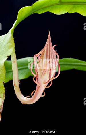 Königin der Nacht, Epiphyllum oxypetalum, Dutchman's Pipe Cactus, Nacht blühende Cereus in Knospe. Stockfoto