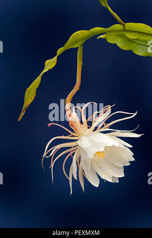 Königin der Nacht, Epiphyllum oxypetalum, Dutchman's Pipe Cactus, Nacht blühende Cereus in Blüte, nur eine Nacht! Stockfoto