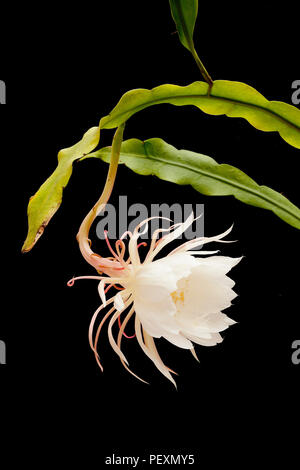 Königin der Nacht, Epiphyllum oxypetalum, Dutchman's Pipe Cactus, Nacht blühende Cereus in Blüte, nur eine Nacht! Stockfoto