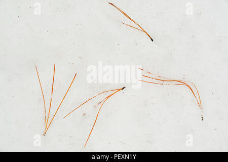 Ponderosa Pine (Pinus ponderosa) Nadeln gefallen auf Schnee im Winter, Grand Canyon National Park, Arizona, USA Stockfoto