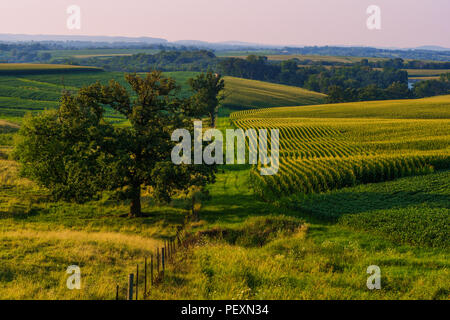 Gorgeous mid-western Sommer Abend über ein Feld von Mais. Stockfoto