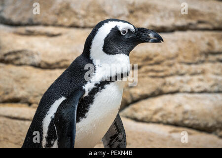 Winzige Humboldt Pinguin stehend auf Felsen in einen Zoo ausstellen. Stockfoto