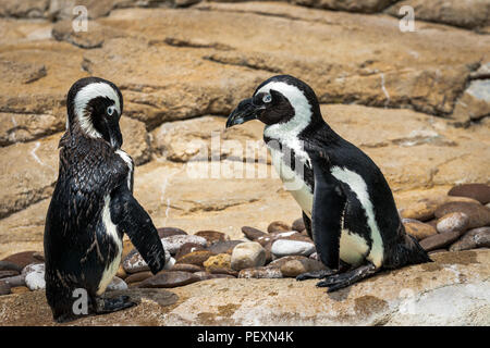 Paar Humboldt Pinguine stehen auf Felsen in einen Zoo ausstellen. Stockfoto