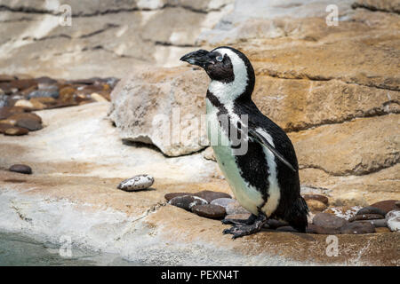 Winzige Humboldt Pinguin stehend auf Felsen in einen Zoo ausstellen. Stockfoto