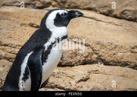 Winzige Humboldt Pinguin stehend auf Felsen in einen Zoo ausstellen. Stockfoto