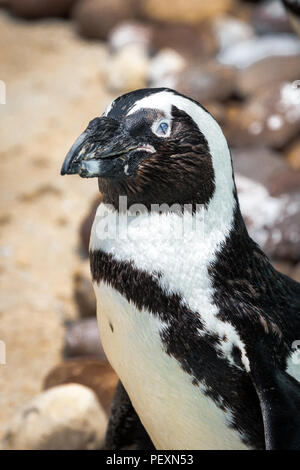 Winzige Humboldt Pinguin stehend auf Felsen in einen Zoo ausstellen. Stockfoto