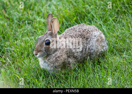 Foto: Ein kleiner brauner Hase im Gras sitzen. Stockfoto