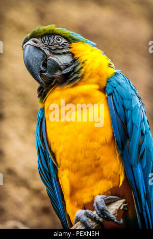 Foto von einem bunten tropischen Vogel auf einem Ast in einem Zoo thront. Stockfoto