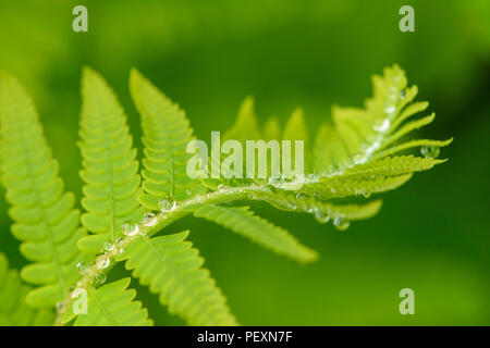 Unterbrochen Farn (Osmunda claytoniana) Wedel mit Regentropfen, grössere Sudbury, Ontario, Kanada Stockfoto