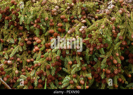 Gefallenen Tanne mit Zapfen, Greater Sudbury, Ontario, Kanada Stockfoto