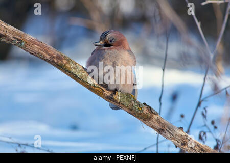 Nahaufnahme der eurasischen Eichelhäher (Garrulus glandarius) sitzt auf einem Ast mit einem Flechten auf einem weichen Untergrund. Stockfoto