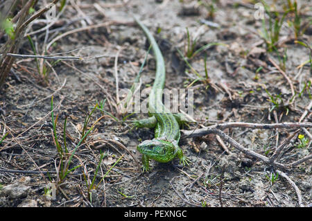 Grüne Zauneidechse (Lacerta agilis) wirft alte Haut (alte Haut hängenden Lappen auf den Schultern) und heizt sich in der Sonne. Stockfoto