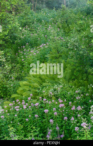 Unterbrochen Farn (Osmunda claytoniana) und blühenden Joe-Pye Unkraut (Eupatorium maculatum), Greater Sudbury, Ontario, Kanada Stockfoto