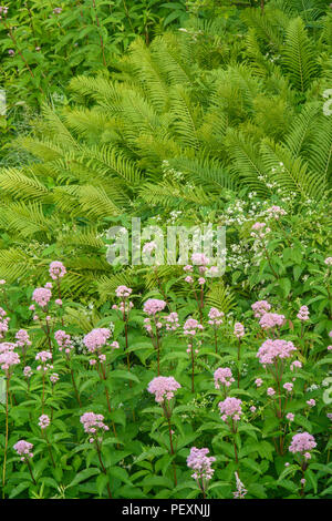 Unterbrochen Farn (Osmunda claytoniana) und blühenden Joe-Pye Unkraut (Eupatorium maculatum), Greater Sudbury, Ontario, Kanada Stockfoto