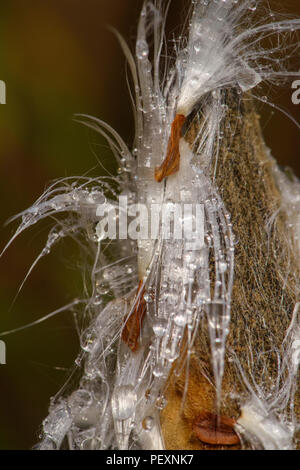 Gemeinsame Seidenpflanze (Asclepias syriaca) Regentropfen auf Saatgut und platzen Samenkapseln, Greater Sudbury, Ontario, Kanada Stockfoto