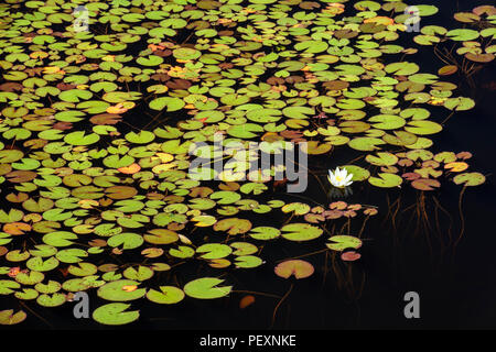 Duftende weiße Seerose (Nymphaea odorata) in Center Creek, Cartier, Ontario, Kanada Stockfoto