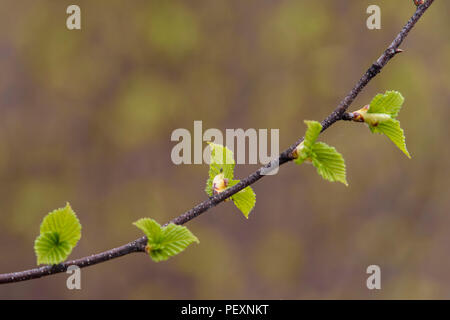 Birke (Betula Papyrifera) Neue Blätter an einem Zweig, grössere Sudbury, Ontario, Kanada Stockfoto