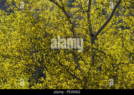 Neue Feder Laub in Aspen Bäume mit umliegenden Birke Baumstämme, Greater Sudbury, Ontario, Kanada Stockfoto