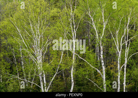 Ein Hügel von Birke (Betula Papyrifera) im Frühling, mit Blick auf die Kreuzung Creek, Greater Sudbury, Ontario, Kanada Stockfoto