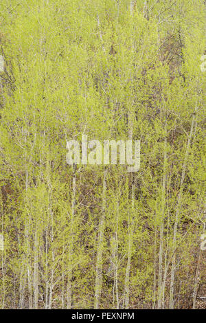 Neue Feder Laub in einem Zittern Aspen (Populus tremuloides) woodlot, Greater Sudbury, Ontario, Kanada Stockfoto