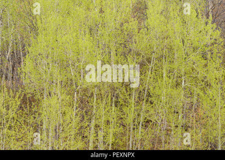 Neue Feder Laub in einem Zittern Aspen (Populus tremuloides) woodlot, Greater Sudbury, Ontario, Kanada Stockfoto