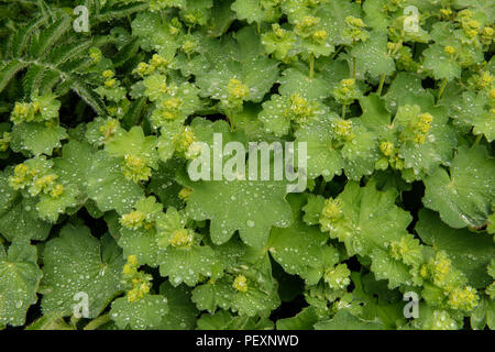 Garten Blumen Frauenmantel (Alchemilla Mollis) im Frühsommer, Greater Sudbury, Ontario, Kanada Stockfoto