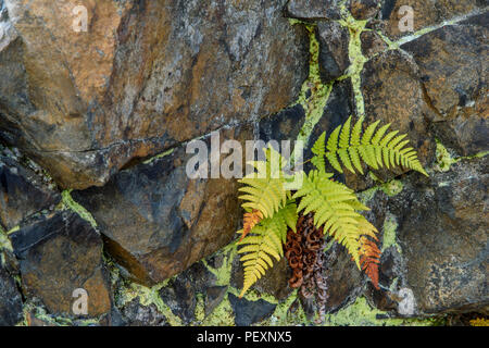 Herbst Farne in einen Fels gehauen, grössere Sudbury, Ontario, Kanada Stockfoto