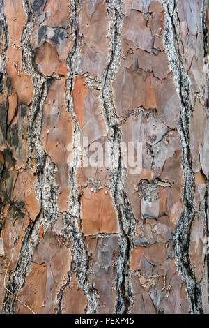 Longleaf Kiefer (Pinus palustris) Baumrinde, St. Marks NWR, Florida, USA Stockfoto