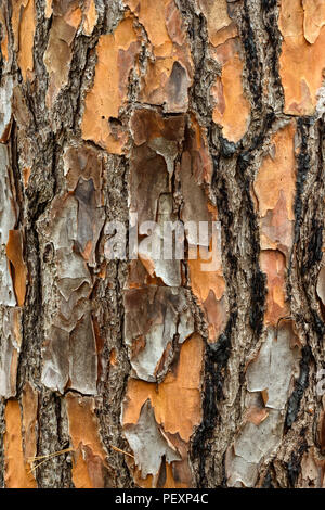 Loblolly Pine (Pinus taeda) Rinde, grosse Niederlassung NWR, Lacombe, Louisiana, USA Stockfoto