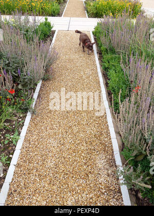 Kleiner Hund zu Fuß in Richtung Kamera auf einem hübschen Kies weg im privaten Garten der große Landhaus in England. Eigentum veröffentlicht. Stockfoto