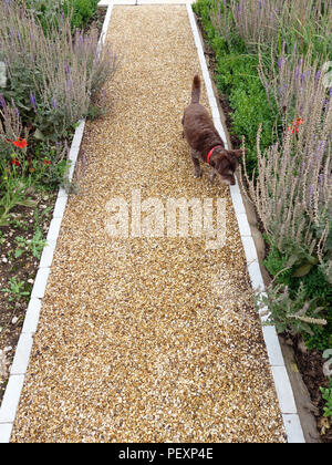 Kleiner Hund zu Fuß in Richtung Kamera auf einem hübschen Kies weg im privaten Garten der große Landhaus in England. Eigentum veröffentlicht. Stockfoto