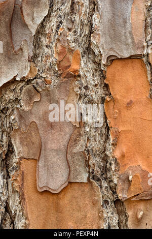 Loblolly Pine (Pinus taeda) Rinde, grosse Niederlassung NWR, Lacombe, Louisiana, USA Stockfoto