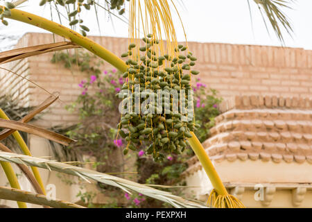 Detail der Termine auf Palm Tree, Tunesien, Afrika Stockfoto