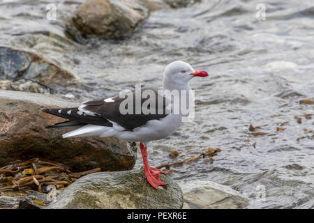 Red-billed Gull in Ushuia, Argentinien Stockfoto