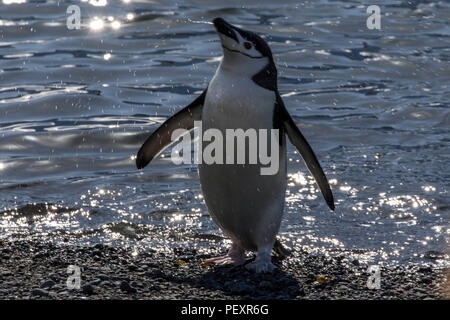 Zügelpinguin rookery auf der South Shetland Inseln Stockfoto