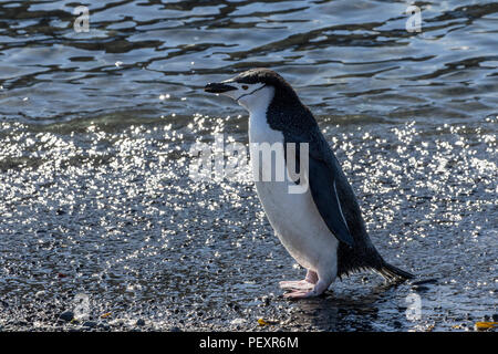 Zügelpinguin rookery auf der South Shetland Inseln Stockfoto