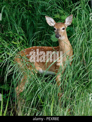 Weißwedelhirsche fawn (Odocoileus virginiana) am Rande eines Flusses - Ontario, Kanada Stockfoto