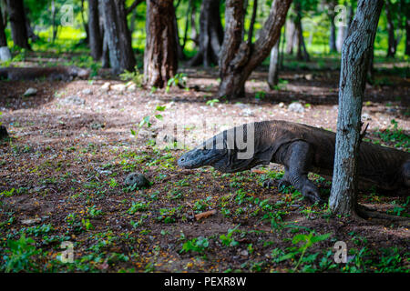 Insel Flores in Indonesien ist das Tor zum Komodo National Park, der für seine fleischfressenden Komodo Drachen und Gewässern wimmelt es von Leben im Meer bekannt. Stockfoto