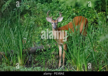 Weißwedelhirsche (Odocoileus virginiana) am Rande eines Flusses - Ontario, Kanada Stockfoto