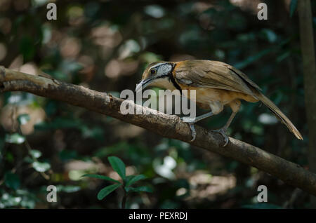 Mehr Necklaced Laughingthrush (Garrulax pectoralis) im Wald, Thailand Stockfoto