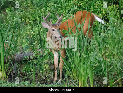 Weißwedelhirsche (Odocoileus virginiana) am Rande eines Flusses - Ontario, Kanada Stockfoto