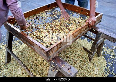 Sieben Kaffee in LA ZUNGA - Ecuador Grenze - San Ignacio - Departement Cajamarca PERU Stockfoto