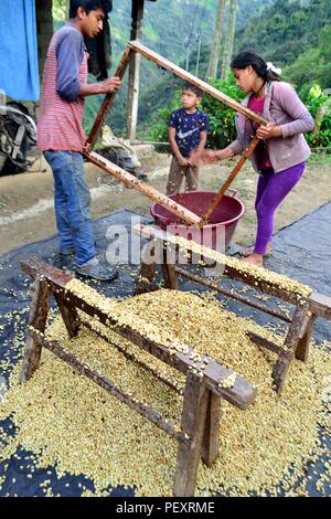 Sieben Kaffee in LA ZUNGA - Ecuador Grenze - San Ignacio - Departement Cajamarca PERU Stockfoto