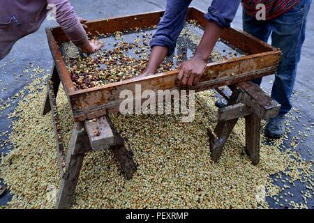 Sieben Kaffee in LA ZUNGA - Ecuador Grenze - San Ignacio - Departement Cajamarca PERU Stockfoto