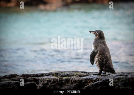 Galápagos-Pinguin (Spheniscus mendiculus) Stockfoto