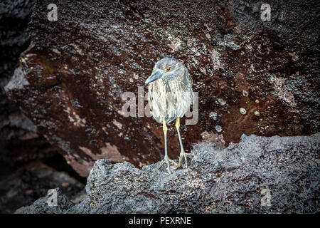 Juvenile lava Heron (Butorides sundevalli) auf den Galapagos-Inseln Stockfoto