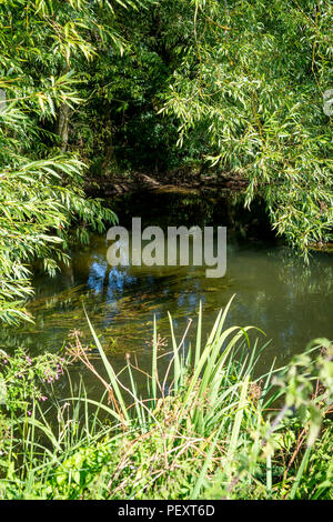 Fluss unter Bäumen mit Schilf im Vordergrund fließende Stockfoto